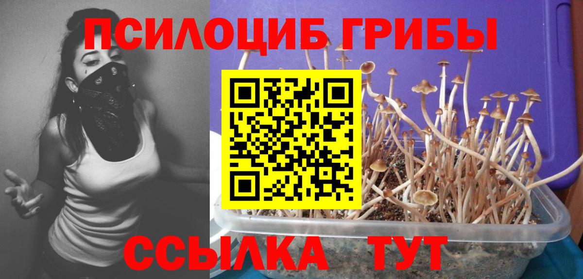 Черногорск  Галлюциногенные грибы мицелий  Галлюциногенные грибы ЛСД  Вход с VPN 
